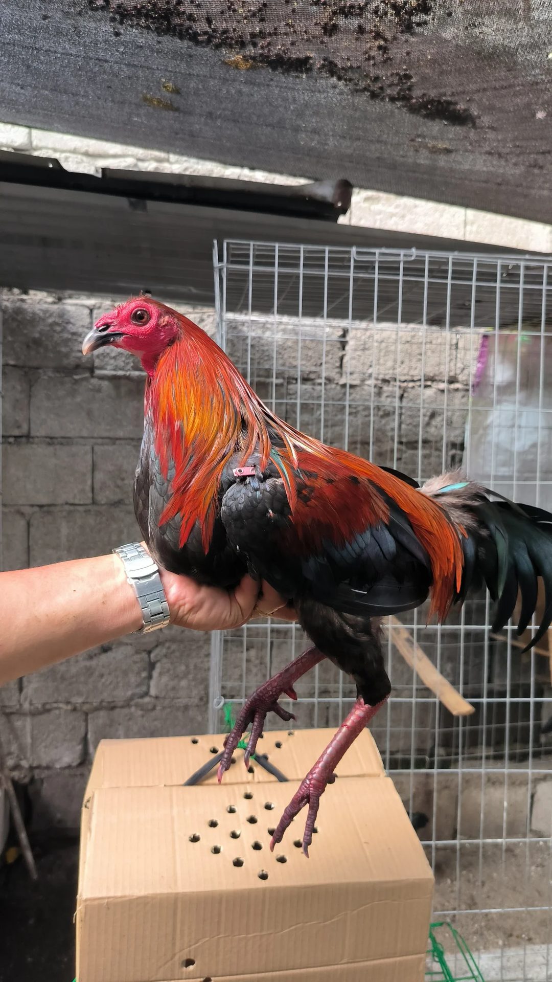 Photo from Drv Gamefowl's post