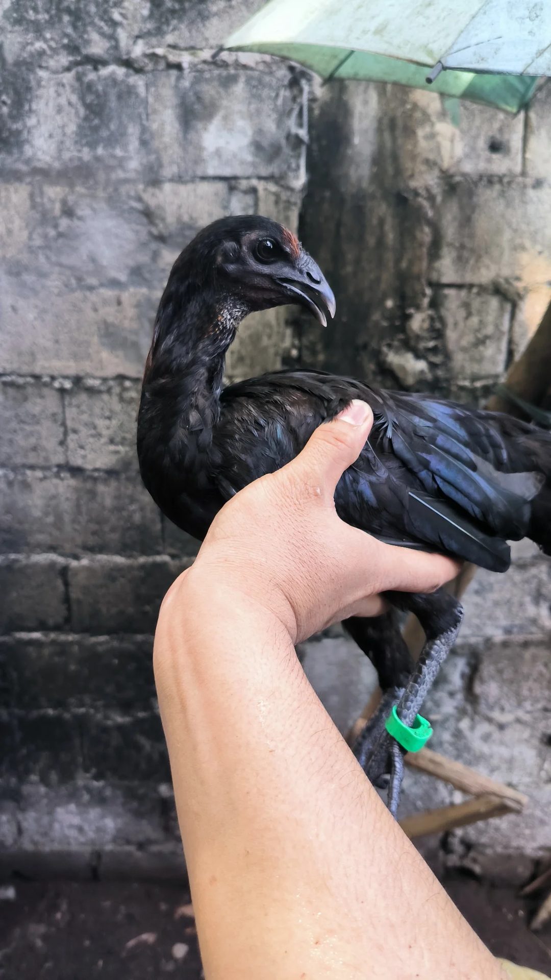 Photo from Drv Gamefowl's post