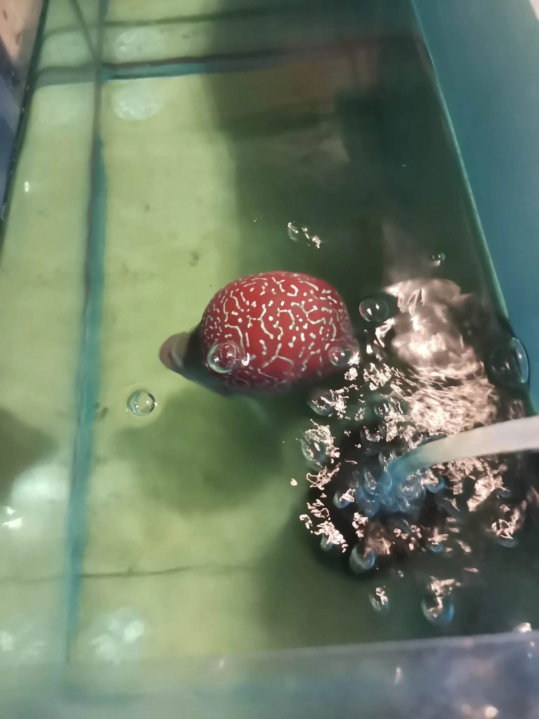 Photo from SK Aquatics's post