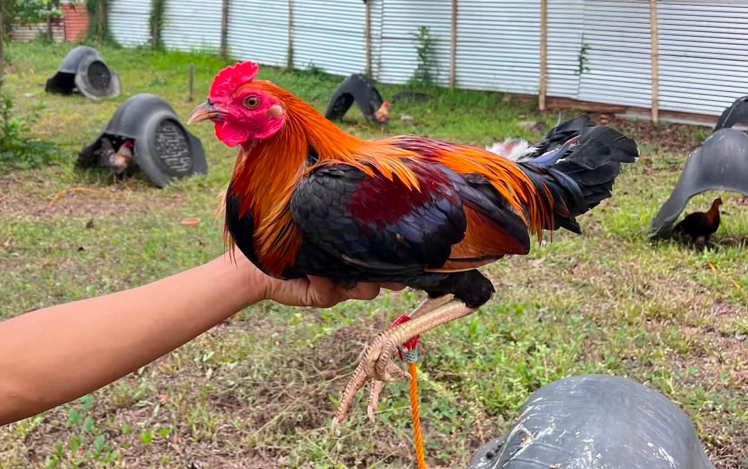 Photo from Queensland Gamefarm's post