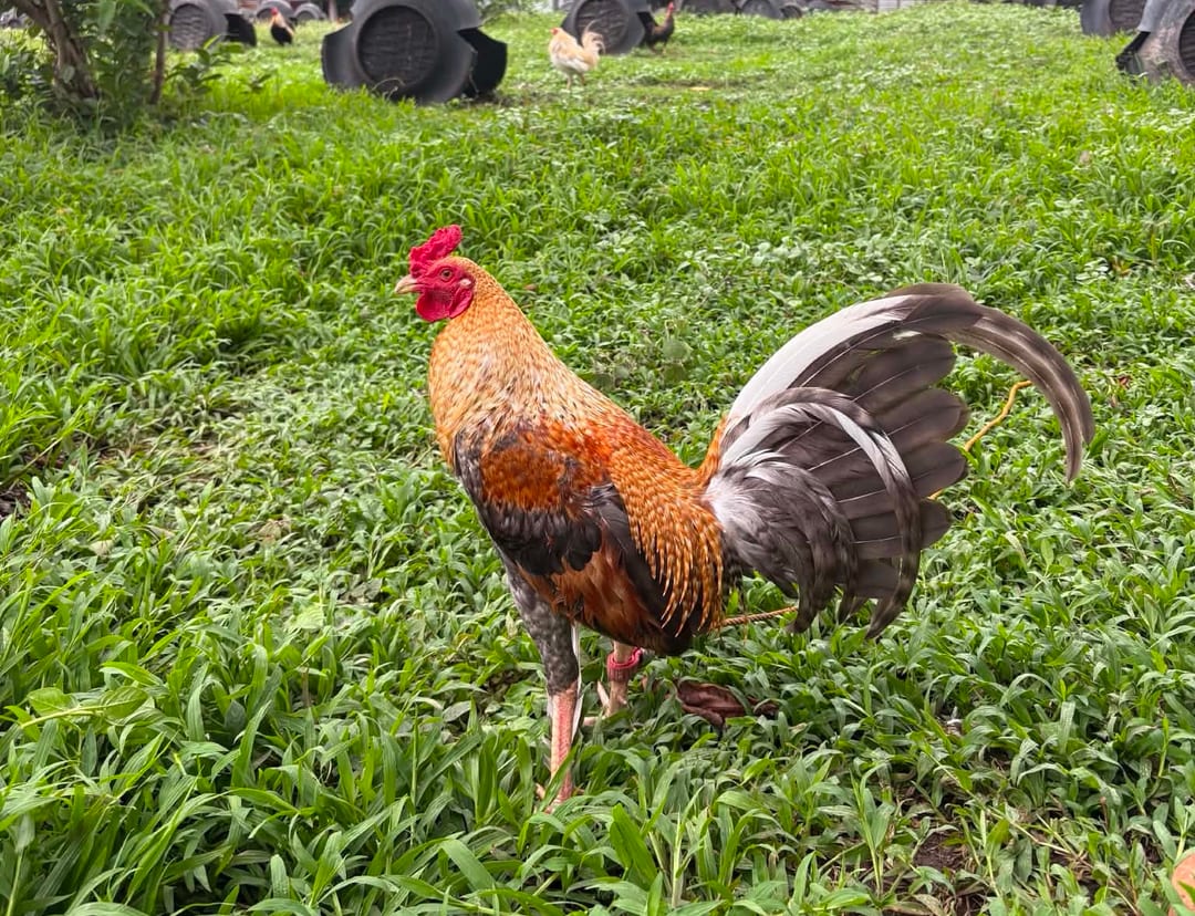 Photo from Queensland Gamefarm's post