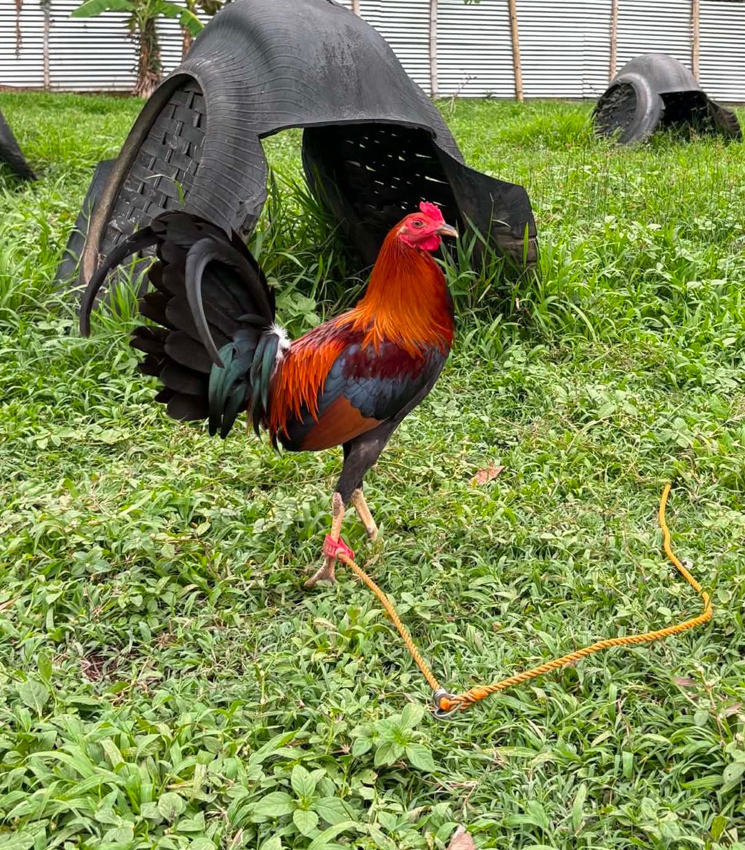 Photo from Queensland Gamefarm's post