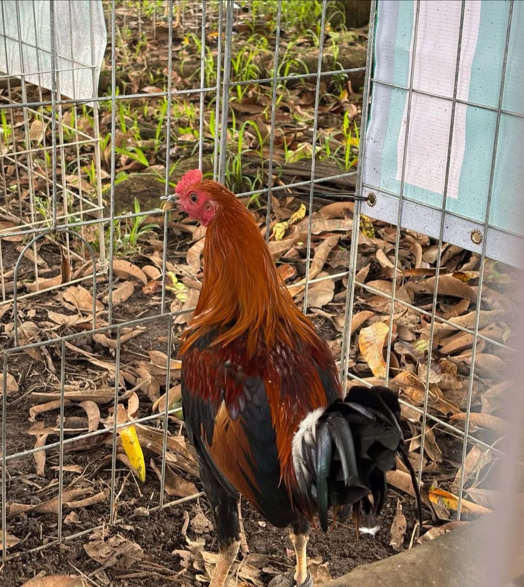 Photo from Queensland Gamefarm's post