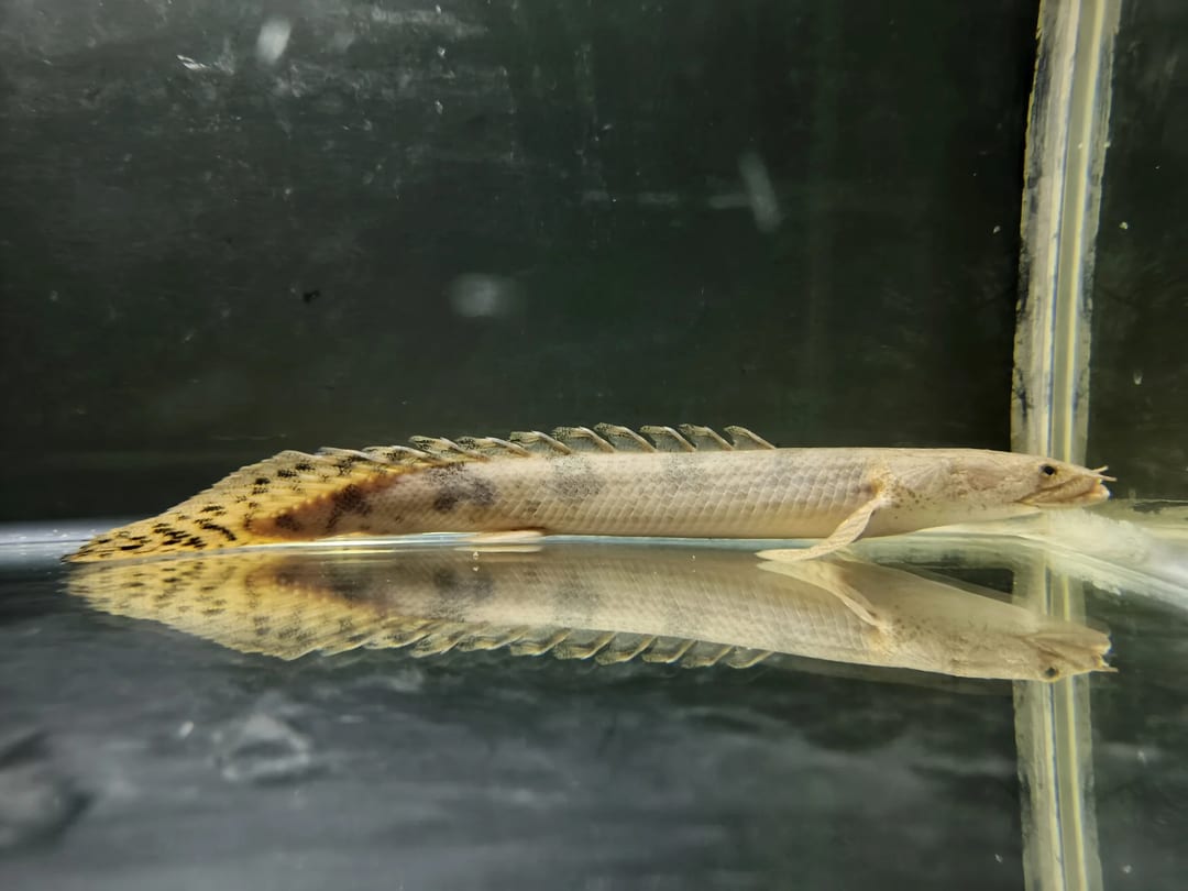Photo from AliFishPetShop's post