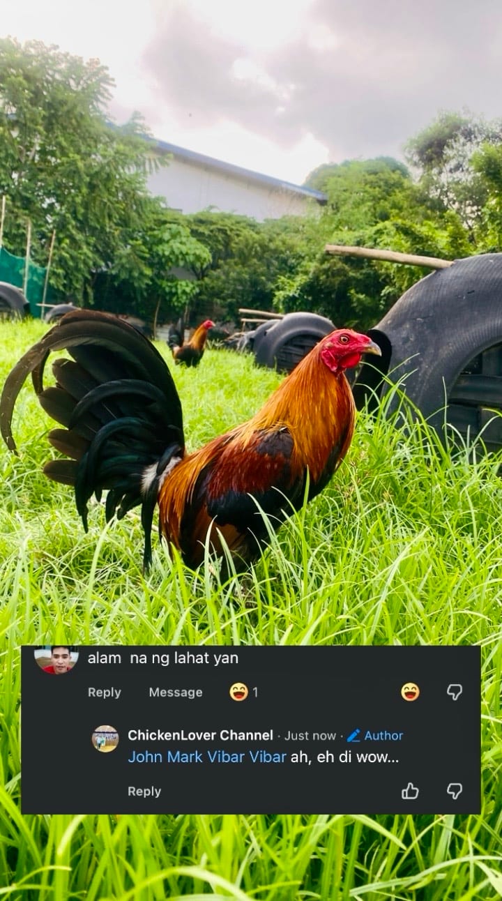 Photo from Chicken Lover's post