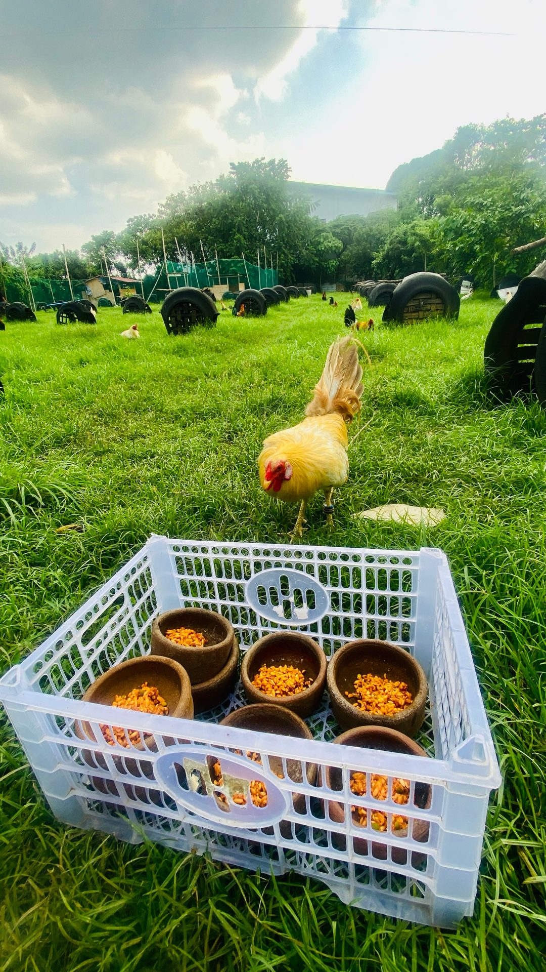 Photo from Chicken Lover's post