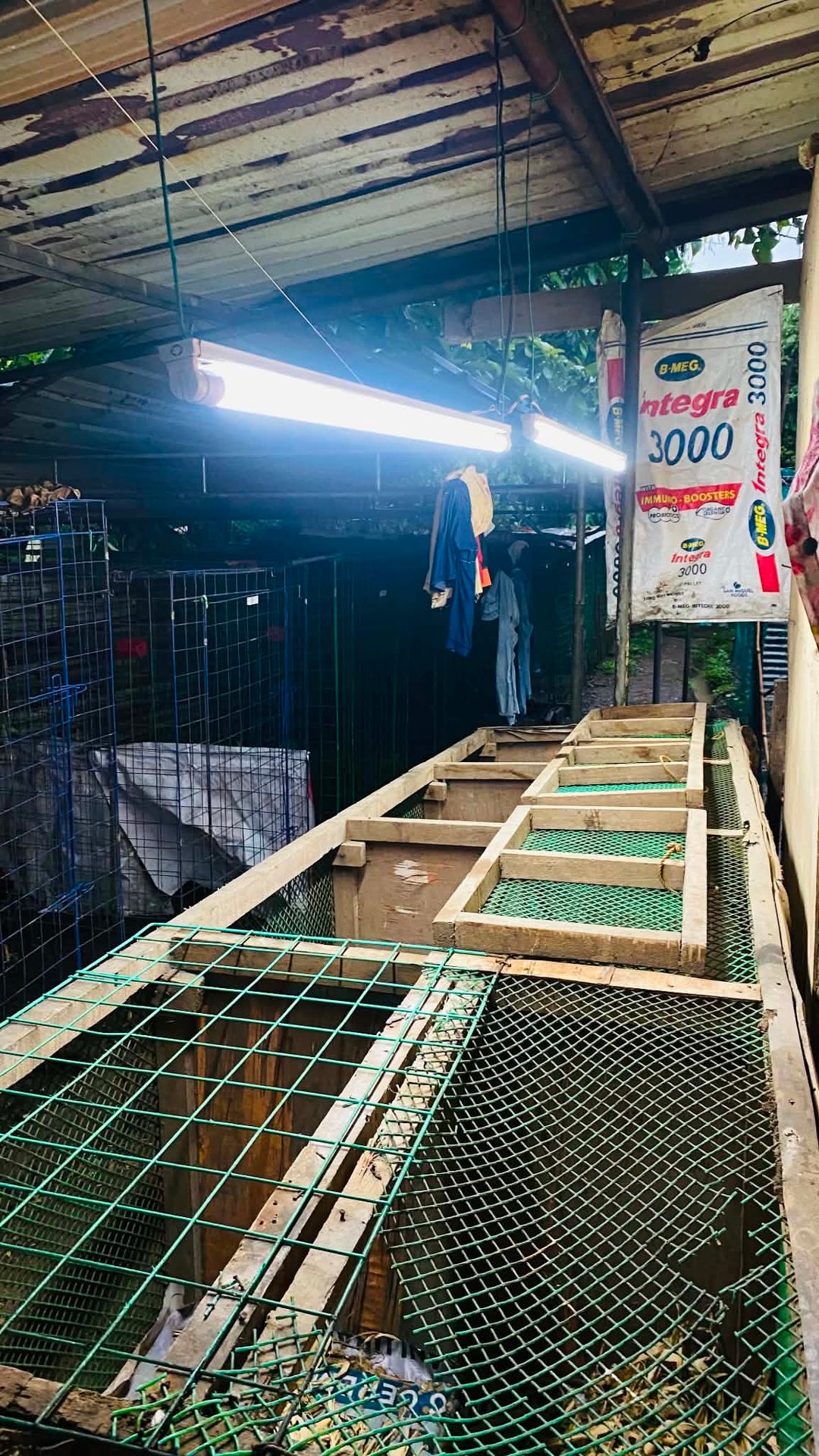 Photo from Chicken Lover's post