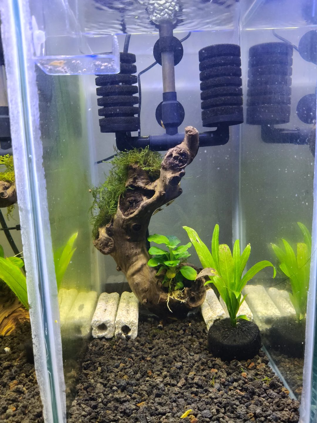 Photo from NEOCARIDINAS LAB's post