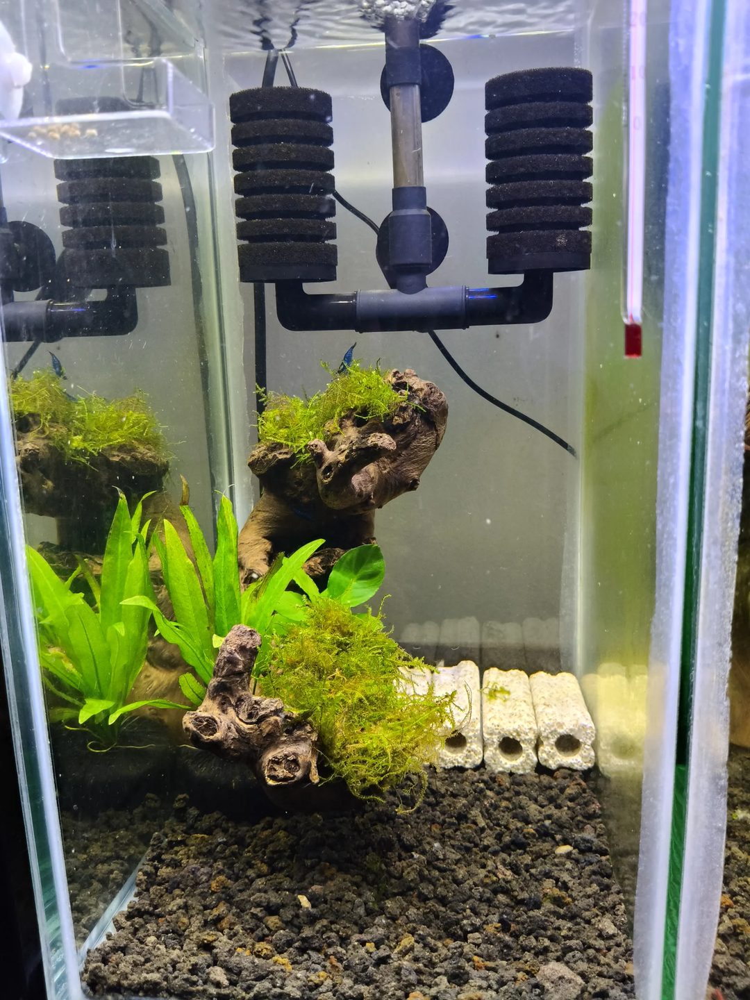 Photo from NEOCARIDINAS LAB's post