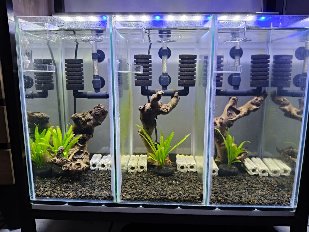Photo from NEOCARIDINAS LAB's post