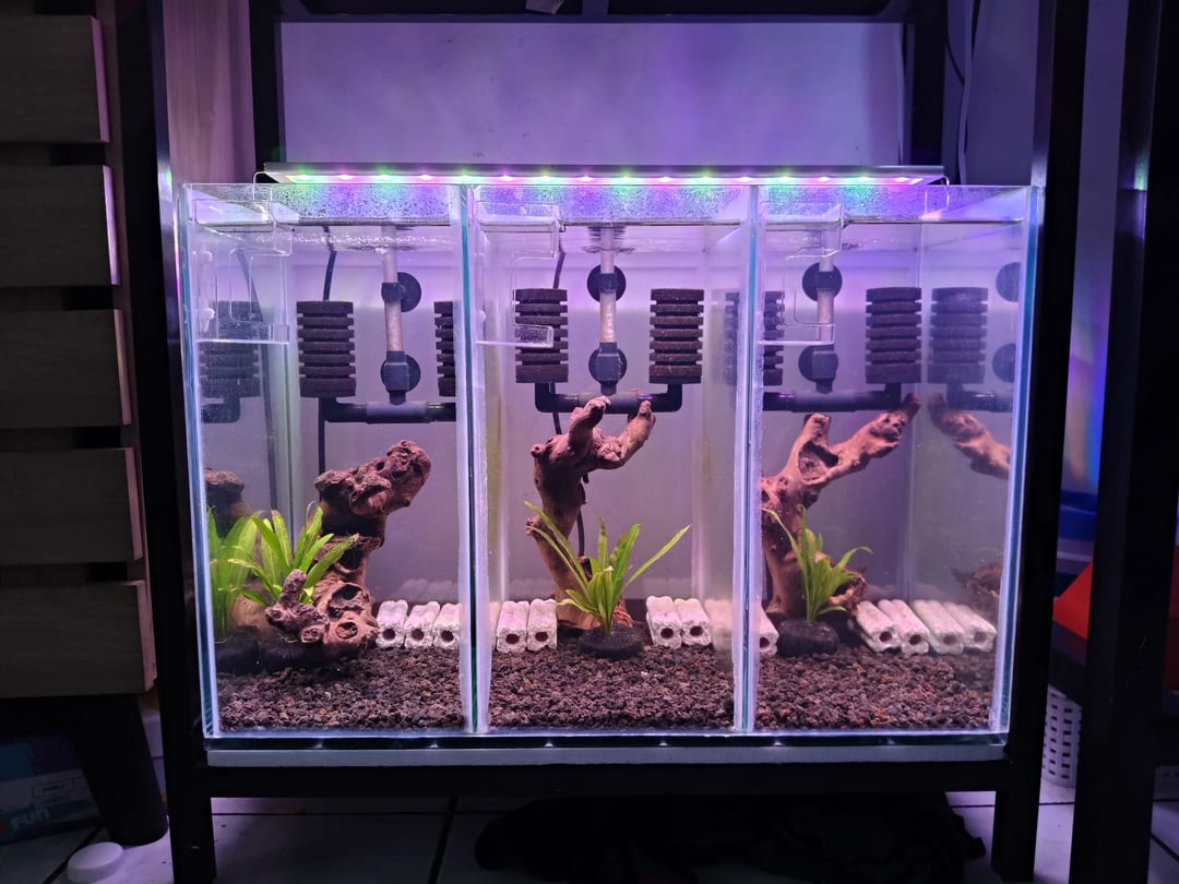 Photo from NEOCARIDINAS LAB's post