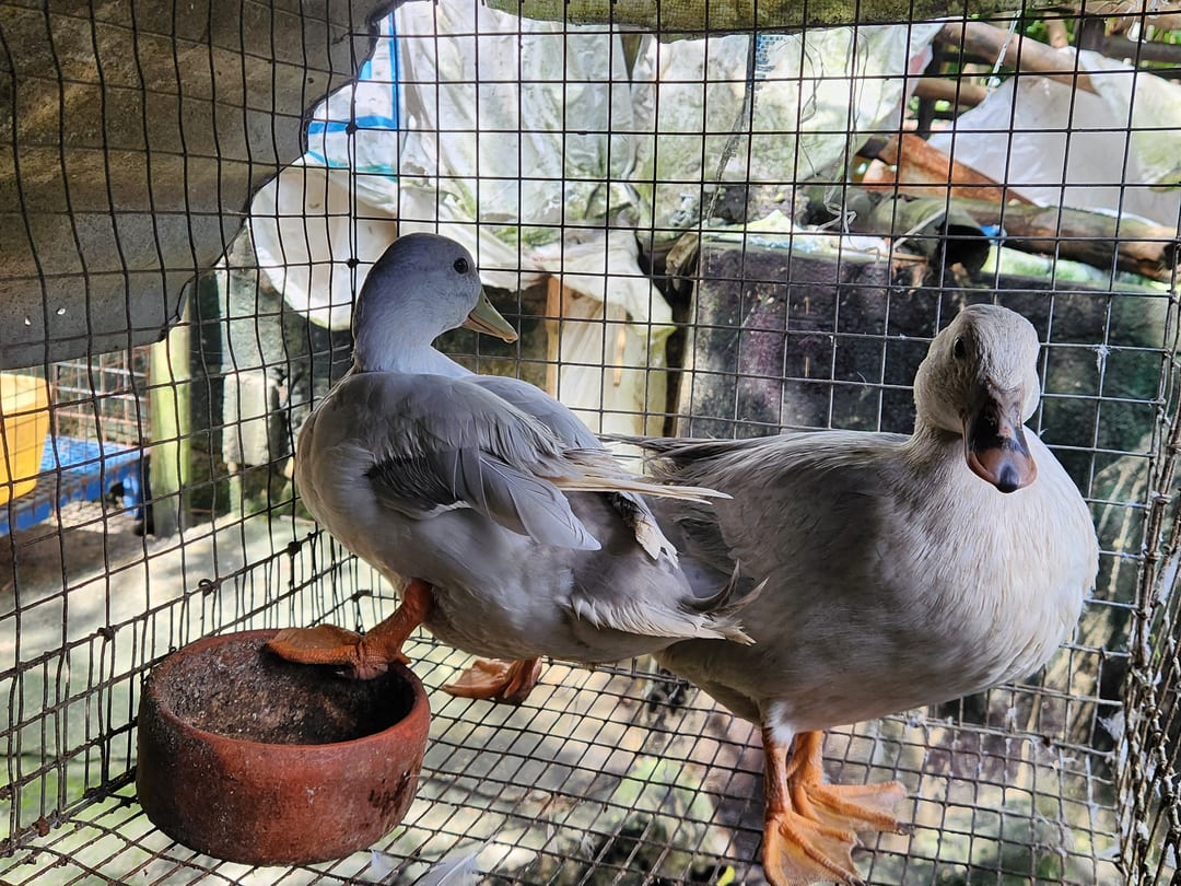 Photo from Ka Farming Louie Obado's post