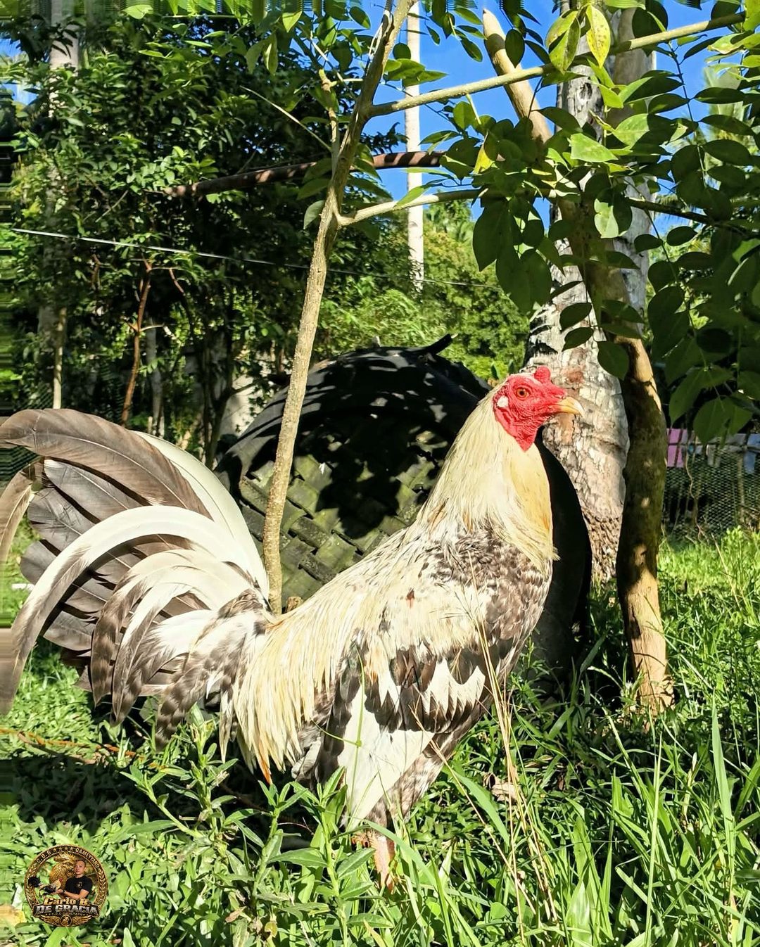 Photo from CDG gameyard's post