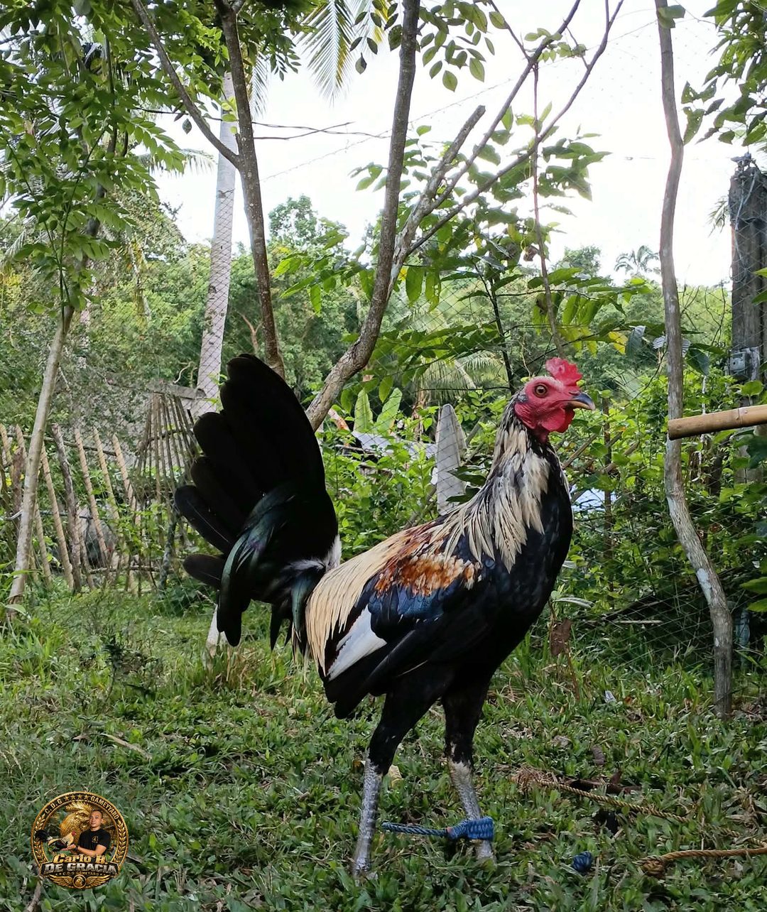 Photo from CDG gameyard's post