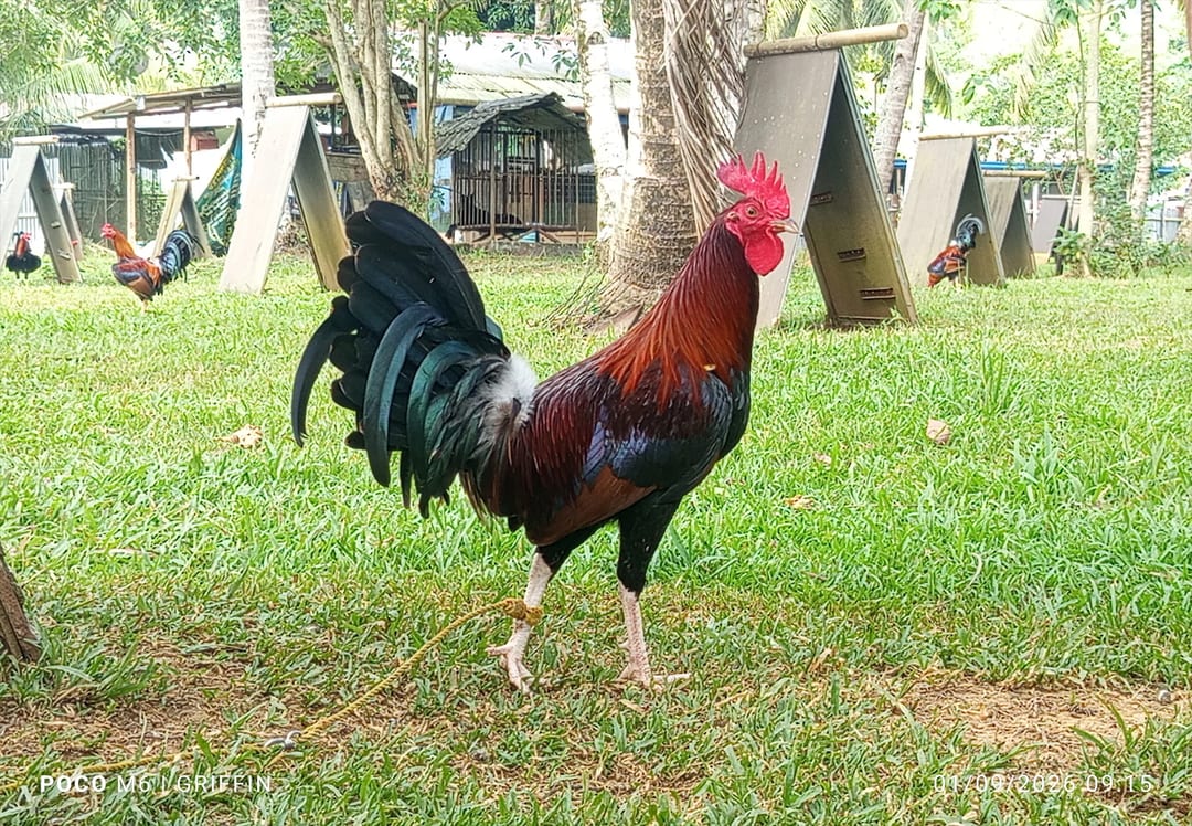 Photo from Griffin Gamefarm's post