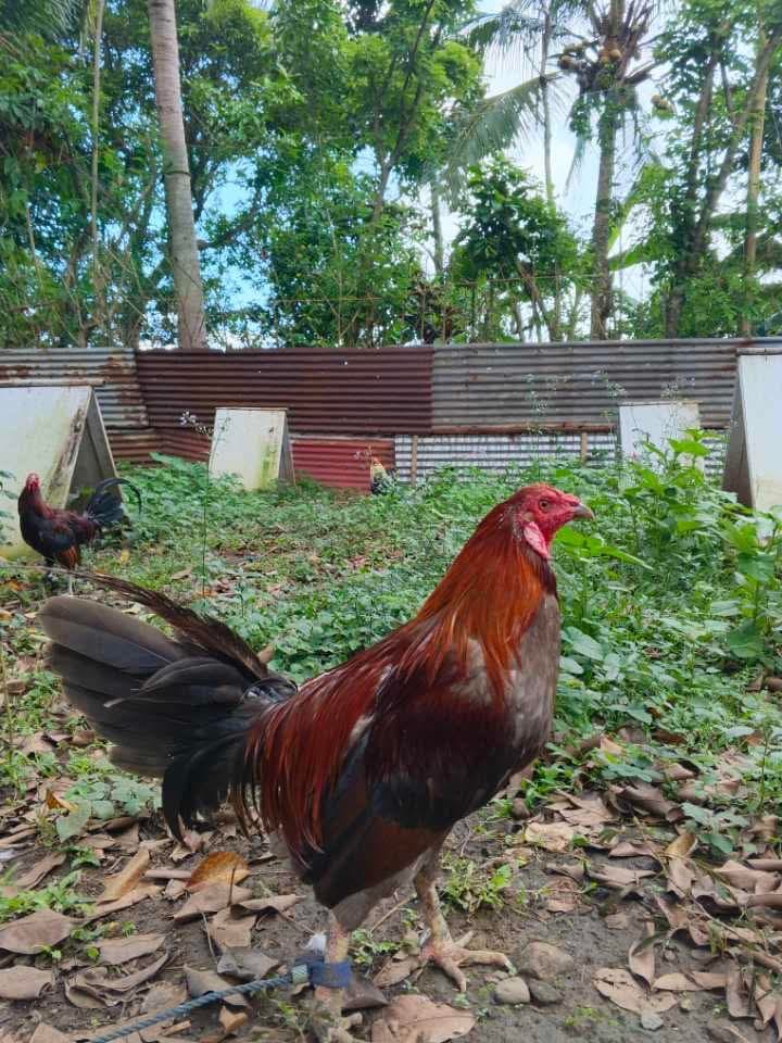 Photo from Starcey GameFarm's post