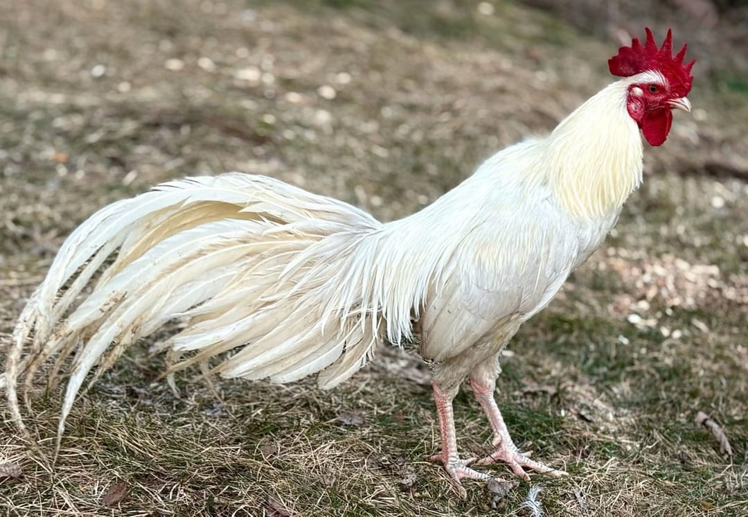 Photo from Starcey GameFarm's post