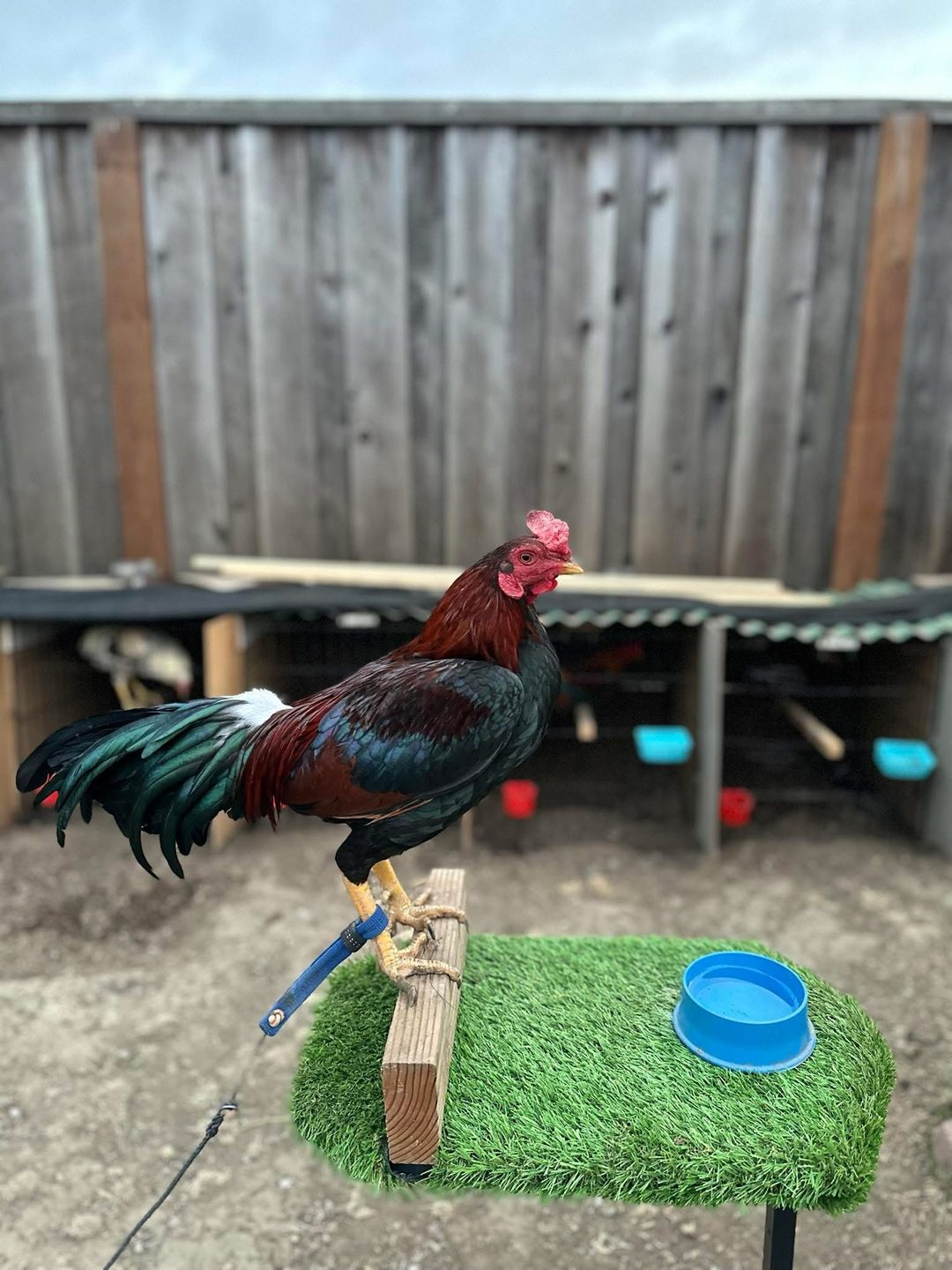 Photo from Starcey GameFarm's post