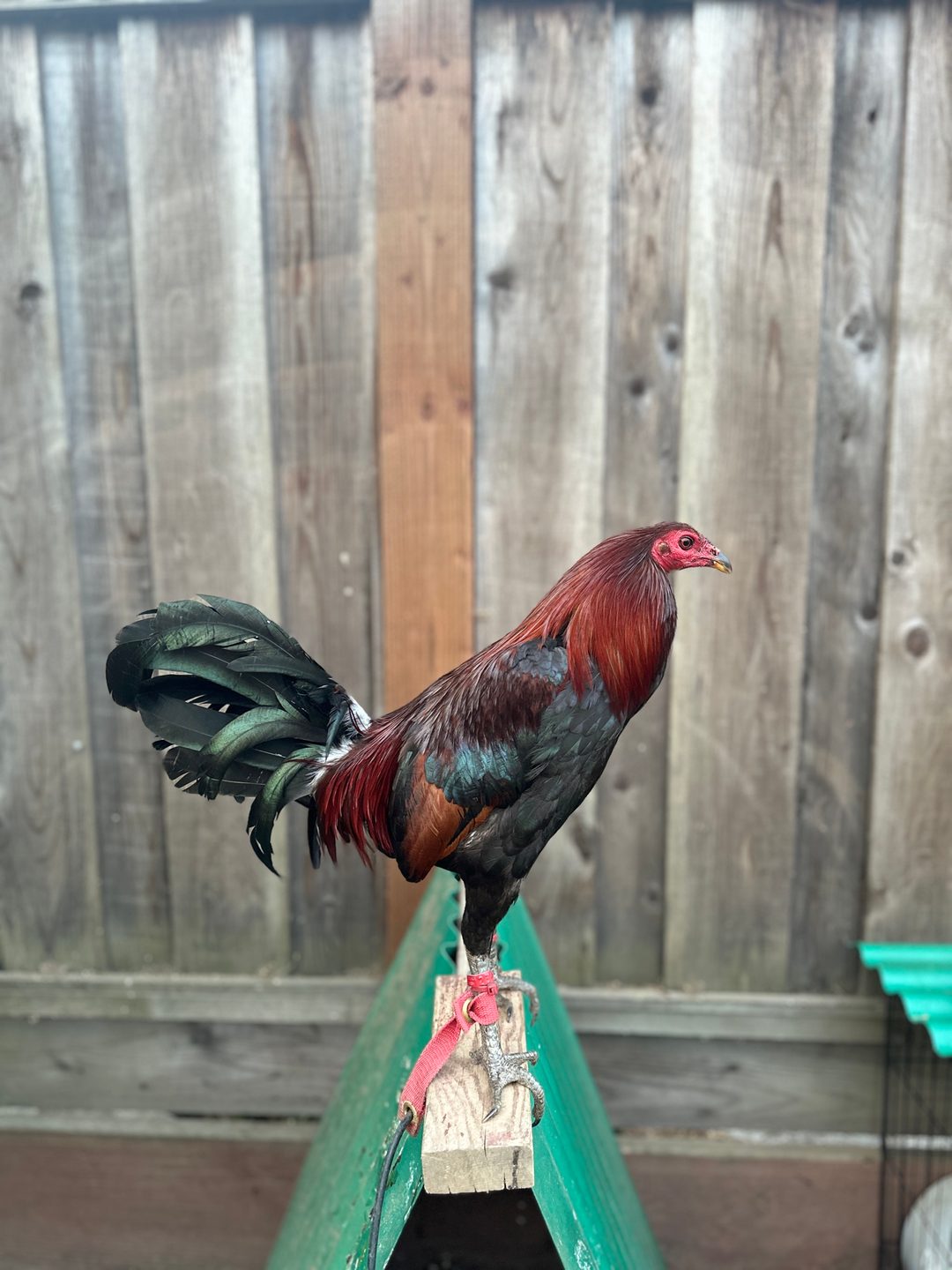Photo from Starcey GameFarm's post