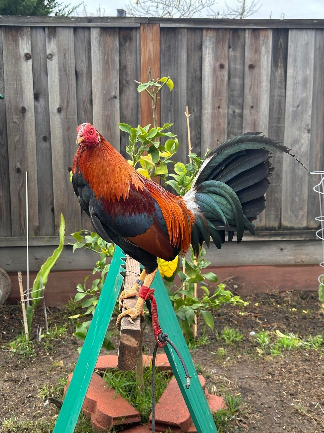 Photo from Starcey GameFarm's post