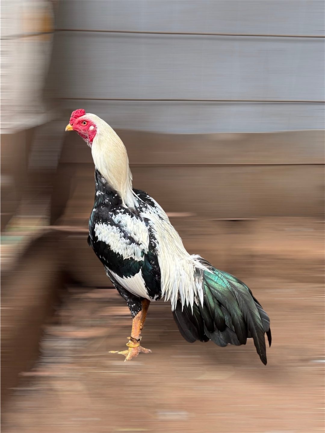 Photo from Starcey GameFarm's post