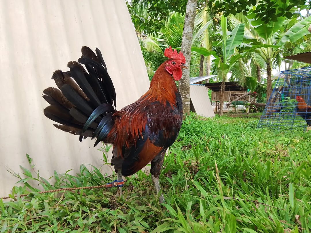 Photo from EMSY GAMEFARM's post