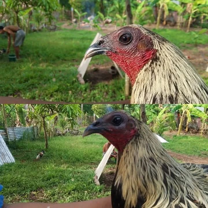 Photo from EMSY GAMEFARM's post