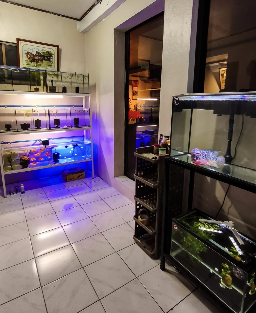 Photo from Lucky Aquatics's post