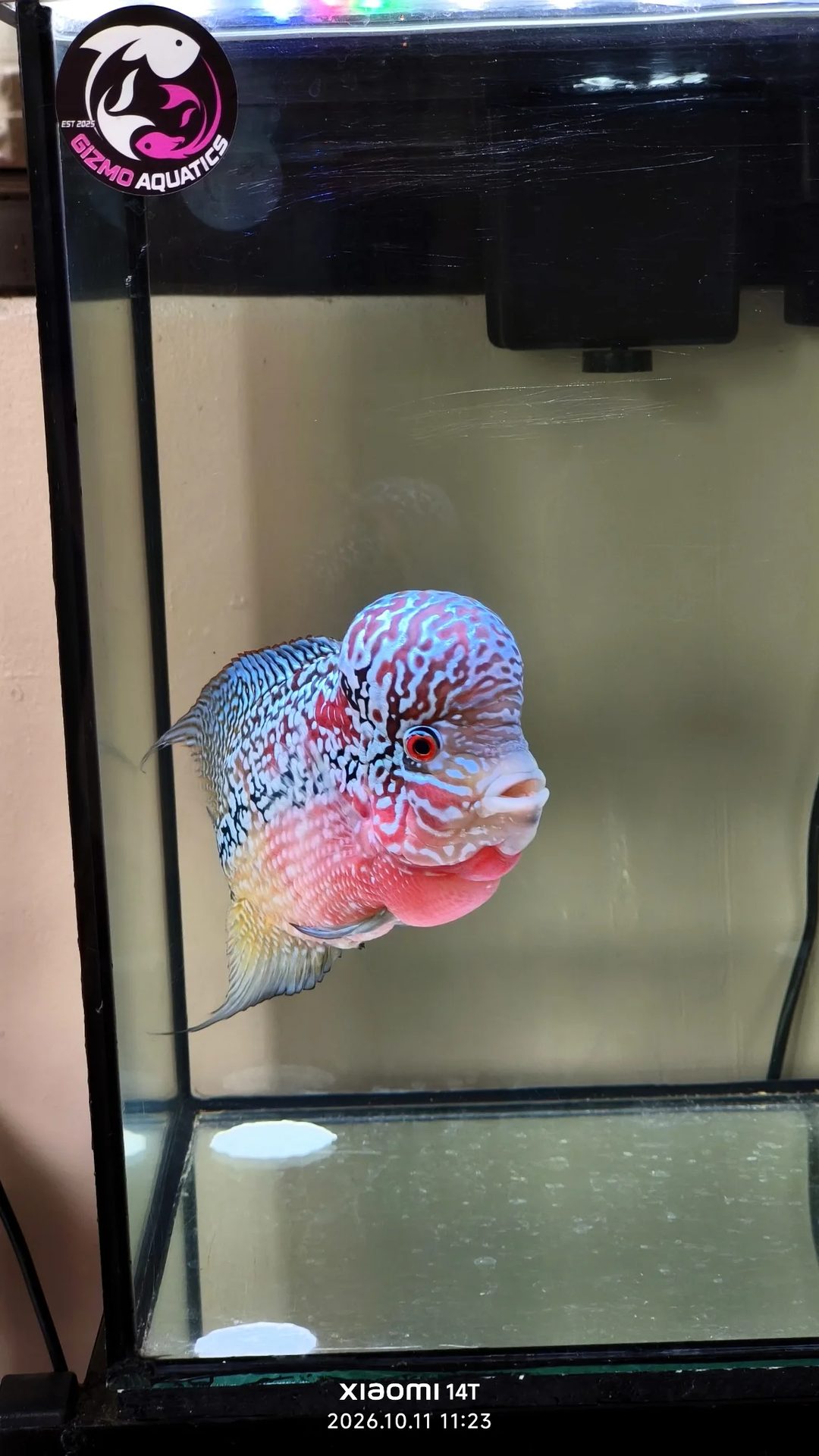Photo from Lucky Aquatics's post