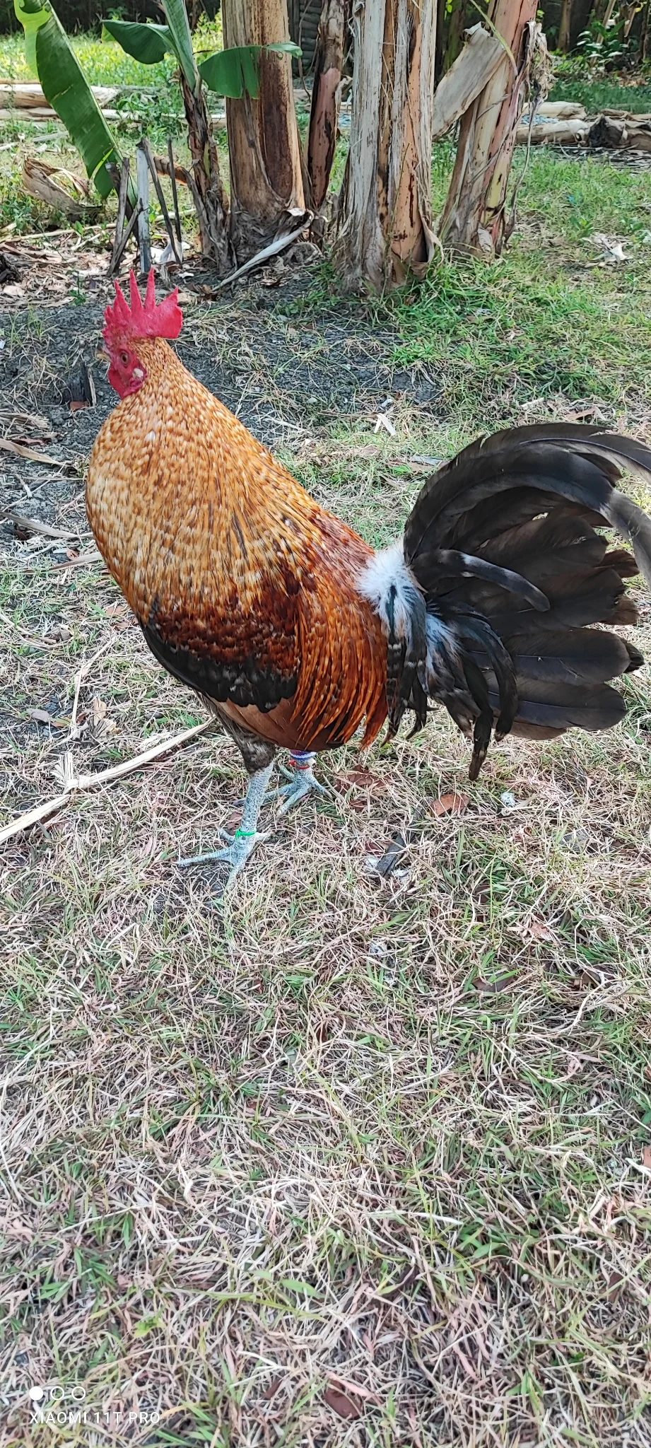 Photo from JSS_Line Backyard's post