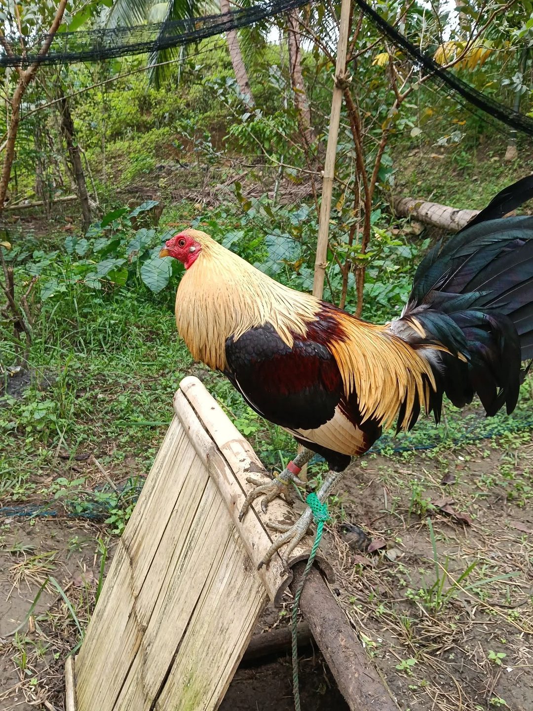 Photo from Triple A Gameyard's post
