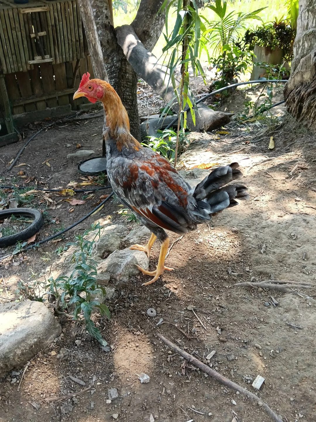 Photo from Triple A Gameyard's post