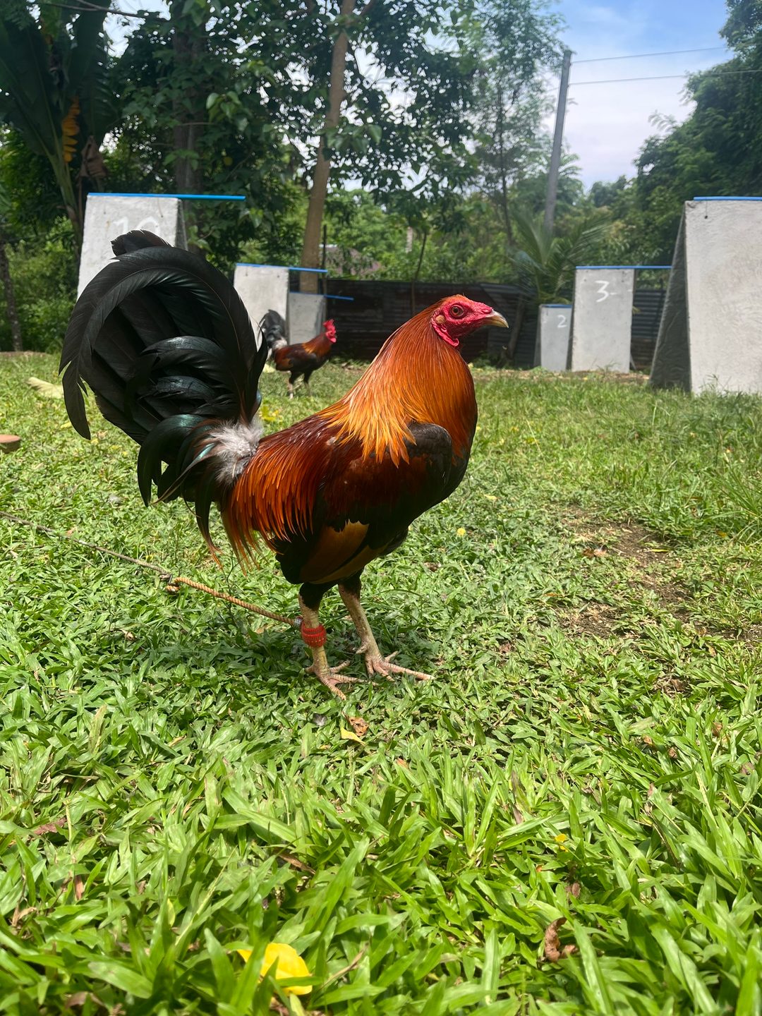 Photo from Ben-Ar Gamefarm's post