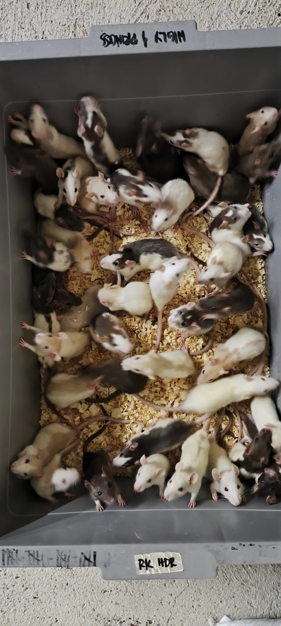 Photo from Wy Lab Dubia's post