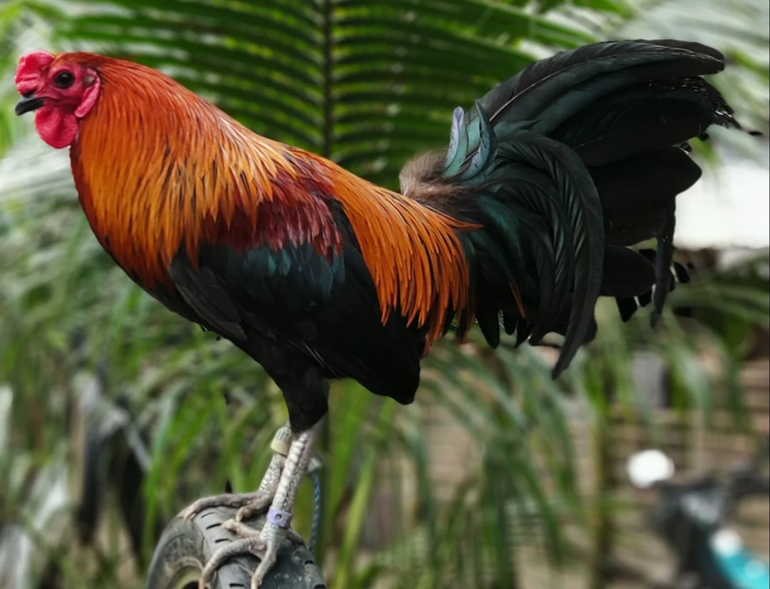 Photo from 🐓RJLaiD PointBreak GF🐓's post