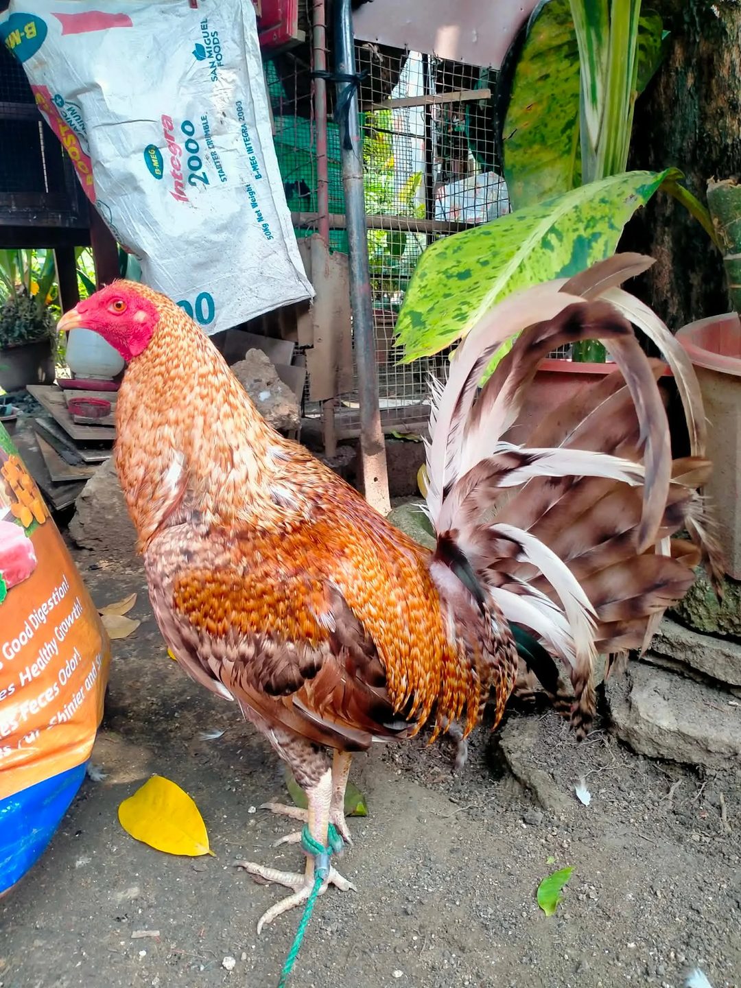 Photo from Shealtiel Gameyard's post