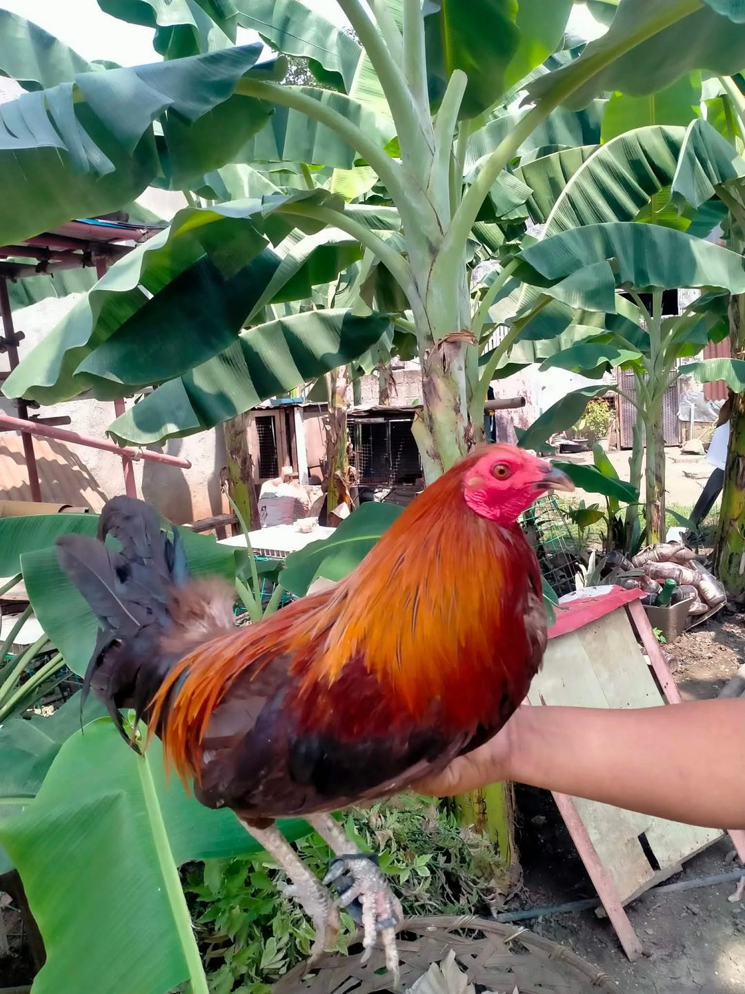 Photo from Shealtiel Gameyard's post