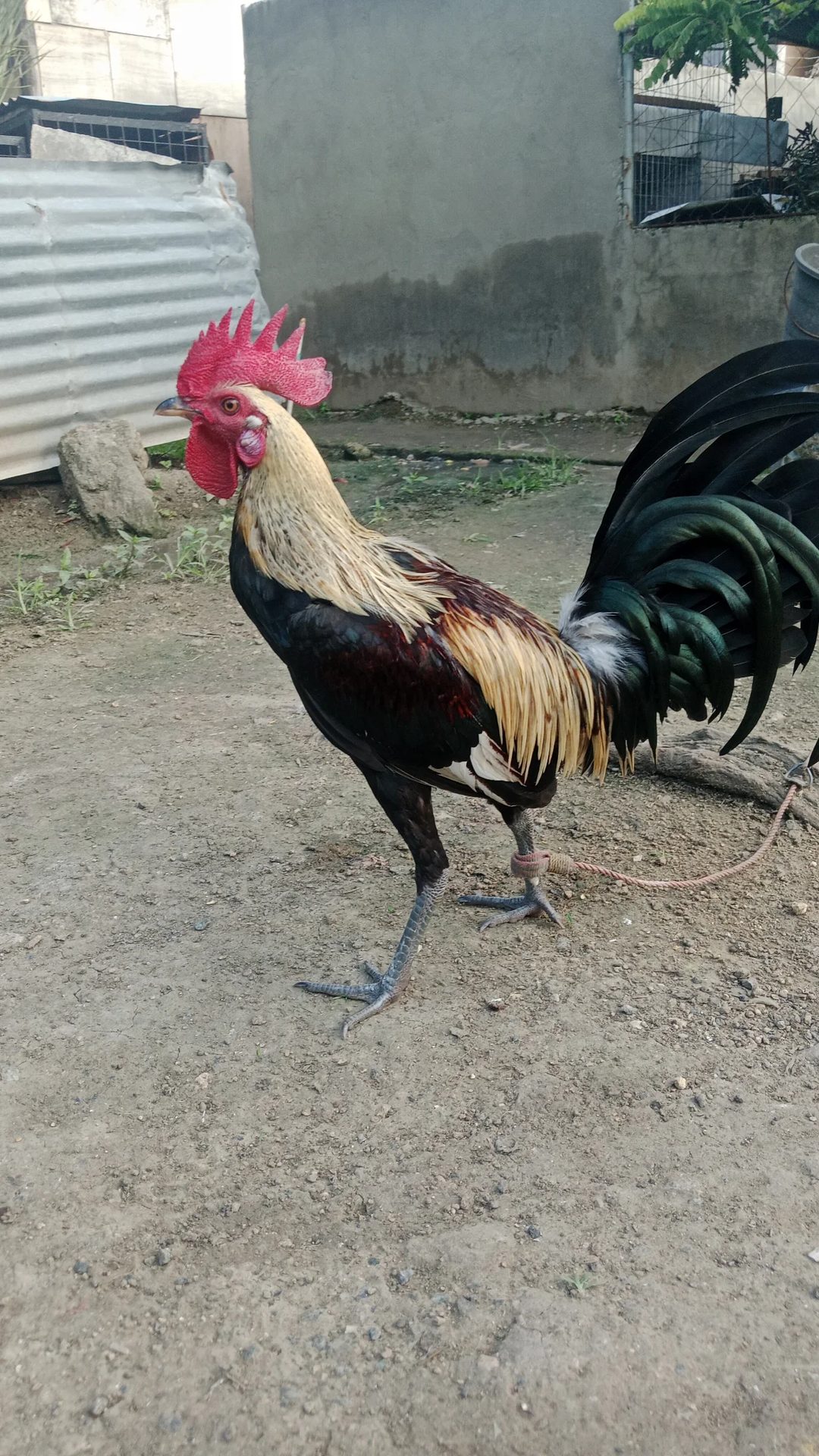 Photo from Shealtiel Gameyard's post