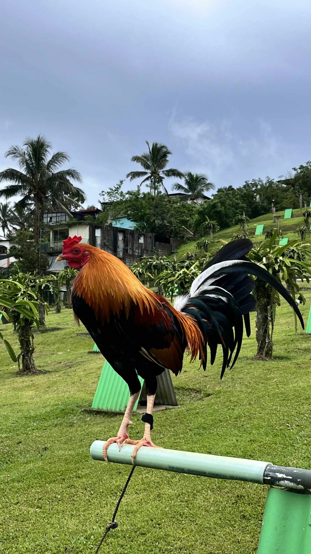 Photo from RDF SUPER CROSSES GAME FOWL's post