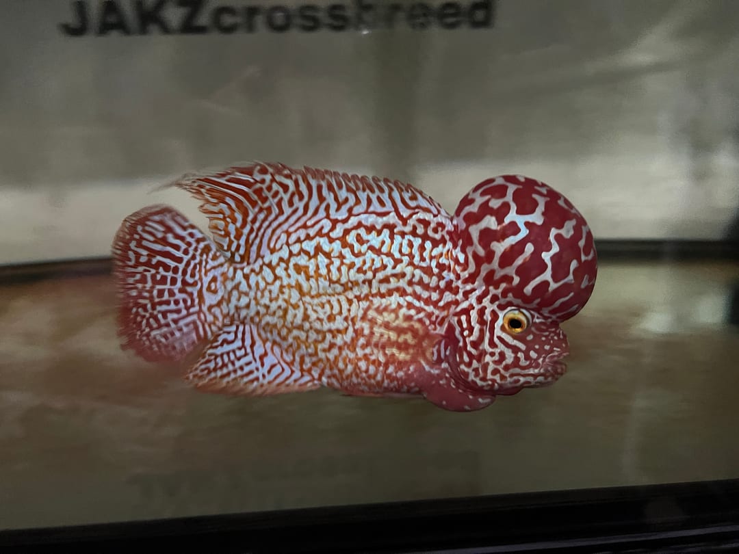Photo from JAKZ Crossbreed's post