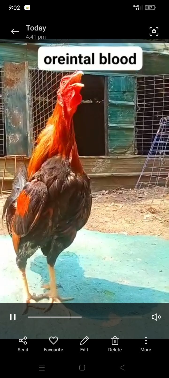 Photo from CGWgamefowl's post