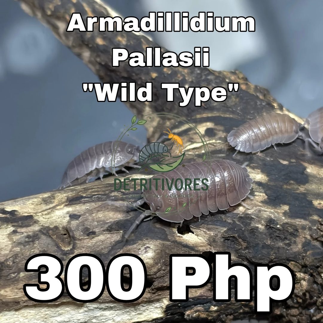 Photo from Detritivores's post
