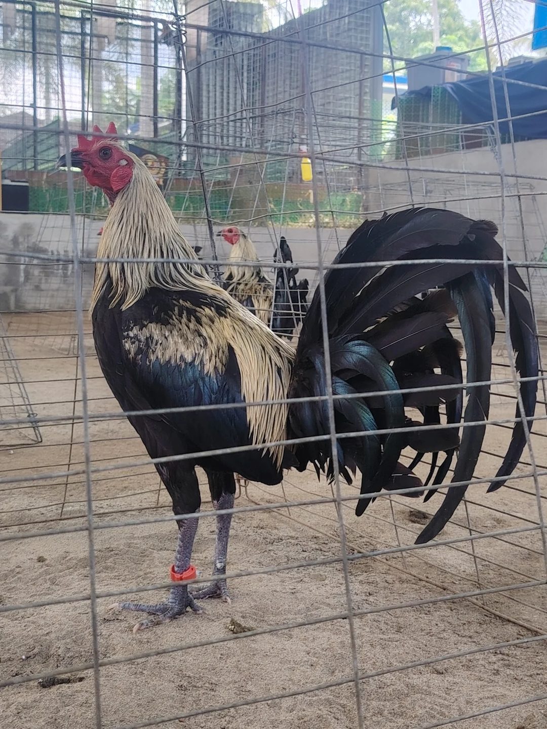 Photo from EARLY BIRD Gamefarm's post