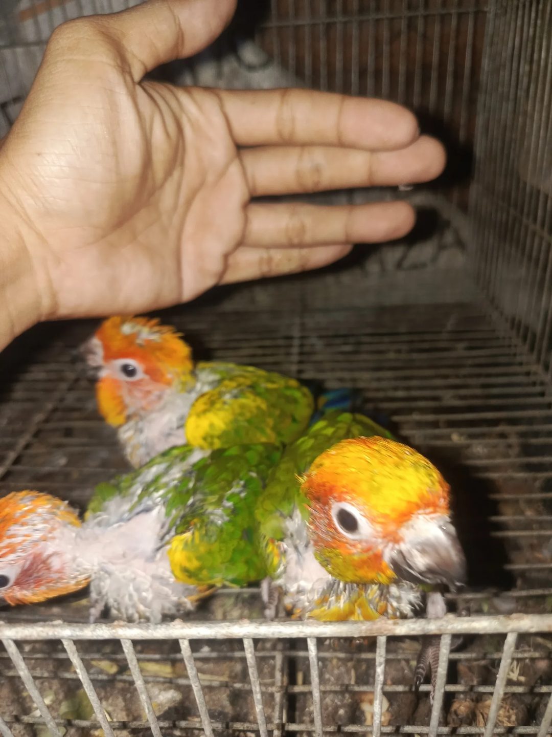 Photo from JR AVIARY's post