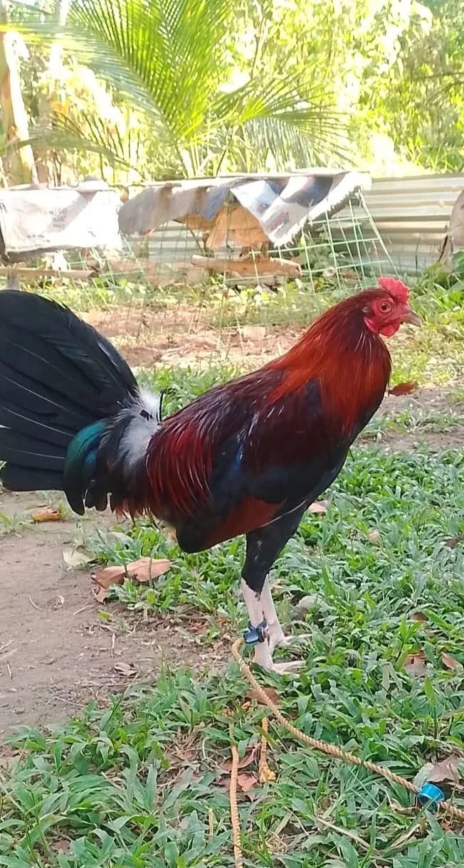 Photo from SPIDER GAMEFARM's post