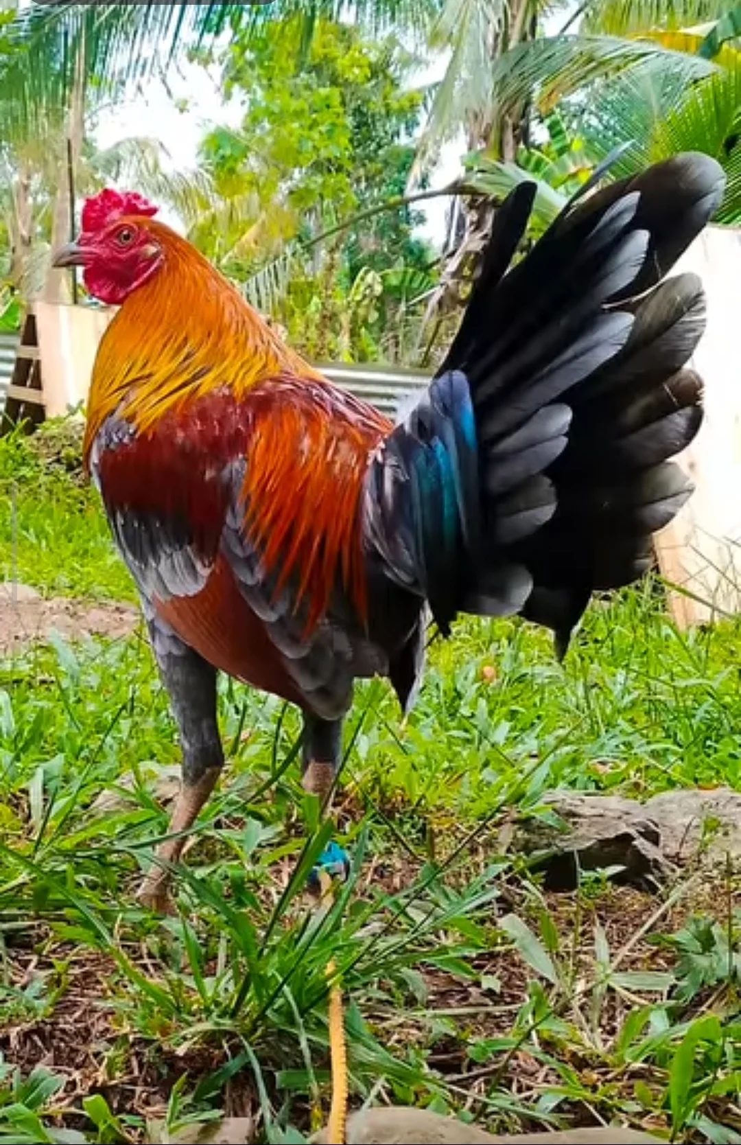 Photo from SPIDER GAMEFARM's post