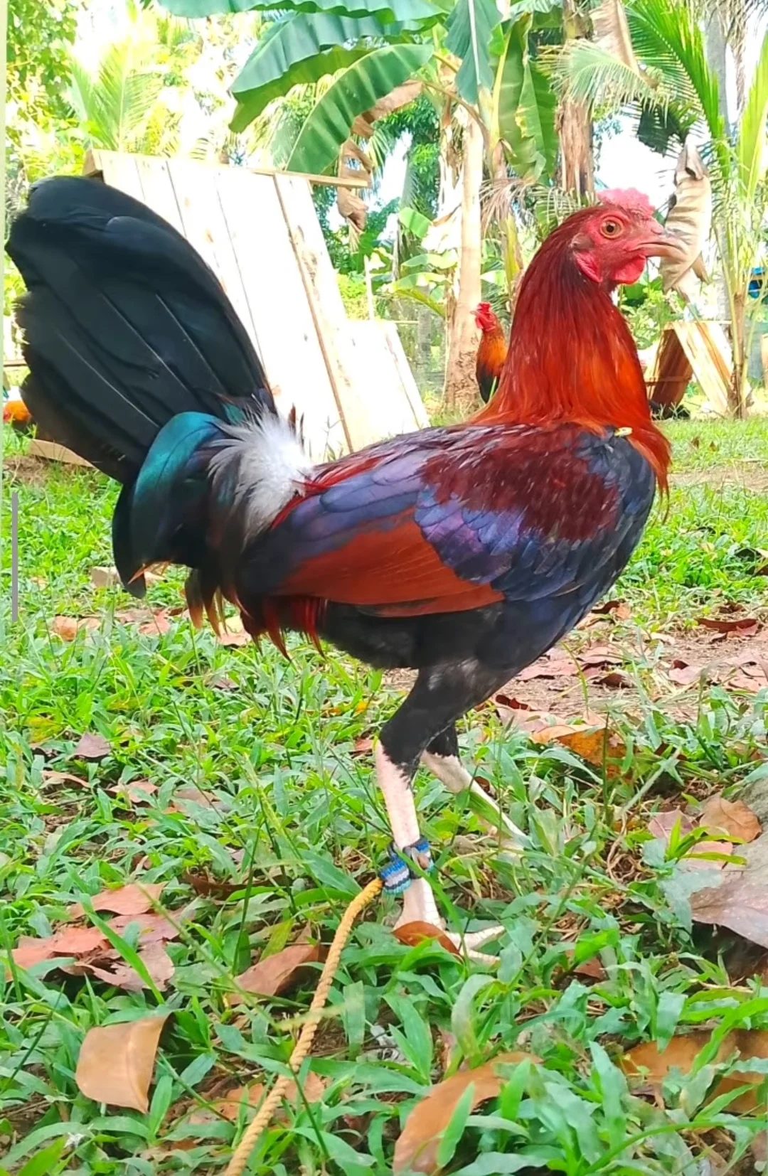 Photo from SPIDER GAMEFARM's post