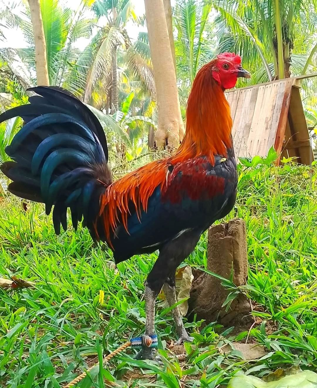 Photo from SPIDER GAMEFARM's post