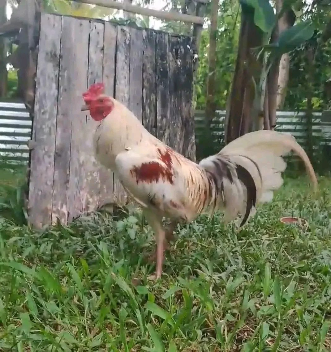 Photo from SPIDER GAMEFARM's post