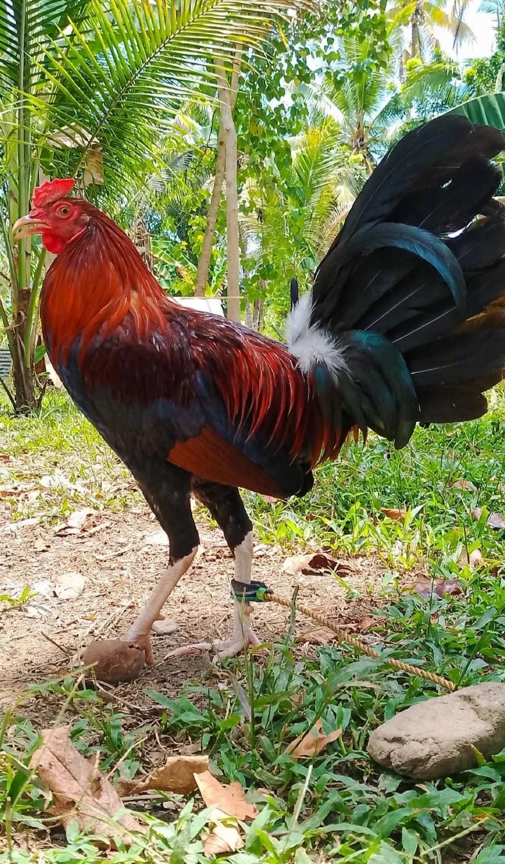 Photo from SPIDER GAMEFARM's post
